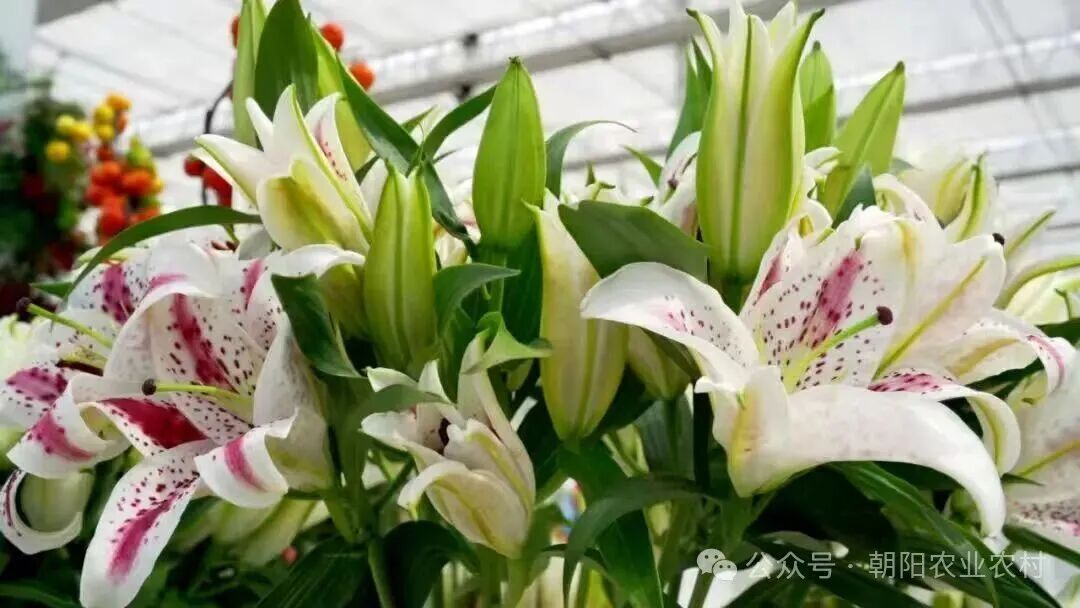 微信图片_2026-03-30_093240_169.jpg 微信图片_2026-03-30_093240_169.jpg